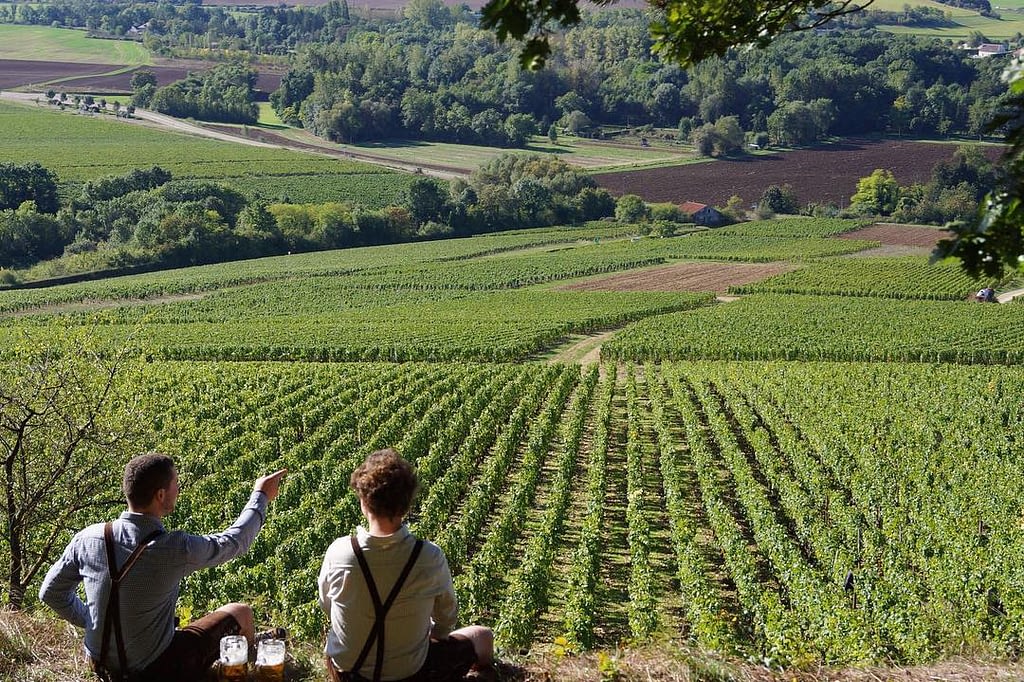 Brasserie de Chablis - Dans les vignes