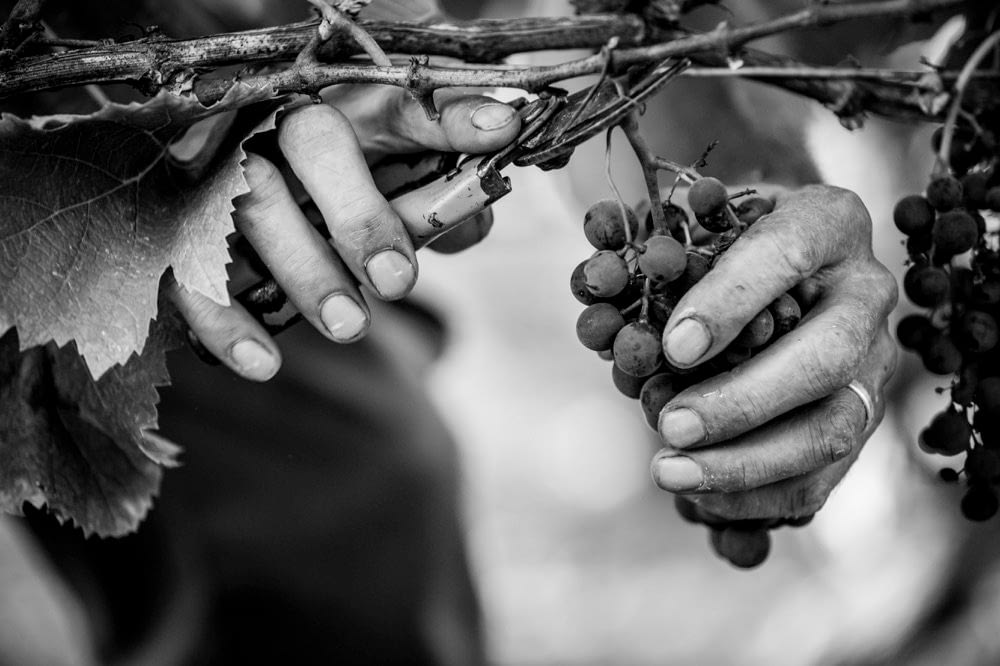 Mas del Périé - vendanges